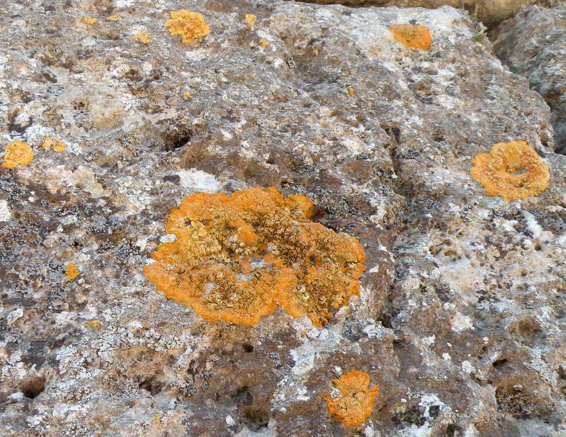 Caloplaca decipiens?